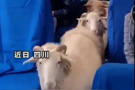 猪啊羊啊坐火车都到哪里去？列车长揭秘！就象征性补个票图片