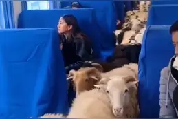 列车到站，羊羊羊猪猪猪上车了……图片