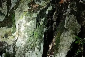 三明发现全球新物种图片