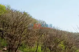 注意！辽宁一地有“大猫”出没图片