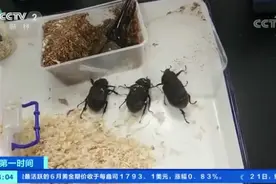 海关截获5只活体海格力斯长戟大兜虫，画面曝光，网友：鸡皮疙瘩掉一地图片