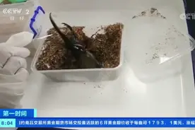 头皮发麻！海关截获5只活体海格力斯长戟大兜虫：系世界最大甲虫之一图片