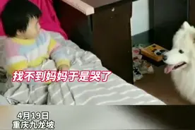 温馨一幕！孩子醒来找不到妈妈大哭，狗狗转身叼来玩具逗开心图片