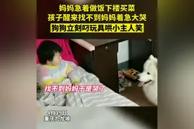 温馨一幕！孩子醒来找不到妈妈大哭，狗狗转身叼来玩具逗开心图片