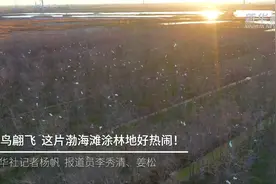 鹭鸟翩飞  这片渤海滩涂林地好热闹！视频封面