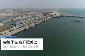 尝鲜季 皮皮虾肥美上市视频封面
