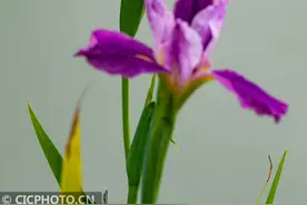 春意盎然风景美图片