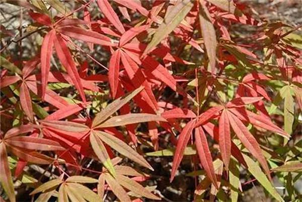全球仅有一株！这些只生长在中国的珍稀植物，你知道哪些？