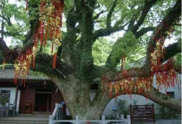 全球仅有一株！这些只生长在中国的珍稀植物，你知道哪些？