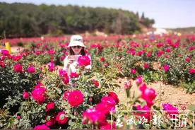 “五一”去曲靖马龙，赏千亩玫瑰、听风、看云、甩美食……图片
