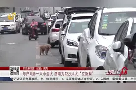 每户限养一只小型犬、遛狗不栓绳罚款，济南为12万只犬“立新规”视频封面