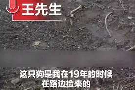 男子为下肢瘫痪狗狗装轮椅，狗子飞奔的那一刻让网友感动：快乐多了图片