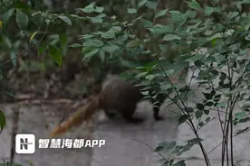 罕见！福州福山郊野公园发现野生动物食蟹獴图片