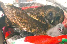 猫头鹰在居民家顶楼搭窝 孵出两只幼崽 见人靠近就翻白眼图片