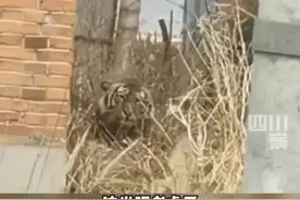 黑龙江一成年东北虎闯入村庄，工作人员正在对老虎进行驱赶合围图片