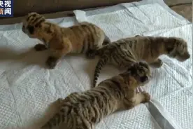 喜讯！黑龙江东北虎妈妈喜得三胞胎，都是“小公主”图片