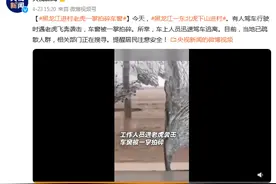 黑龙江进村老虎一掌拍碎车窗图片