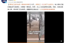 黑龙江进村老虎一掌拍碎车窗图片
