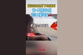 突袭！黑龙江一村庄闯入成年东北虎 车窗被老虎一掌拍碎图片