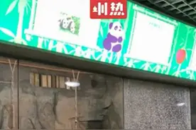 小学生太兴奋拍碎熊猫馆钢化玻璃？深圳野生动物园：是真的图片