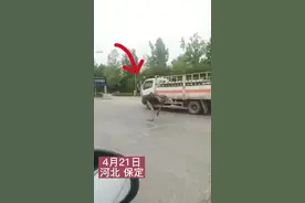 河北保定街头现暴走鸵鸟，时速高达40迈图片