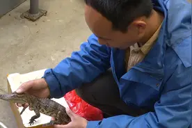 43秒丨德州：特殊包裹露出“大长嘴”  “孩子买的小鱼”竟是濒危物种泰国鳄