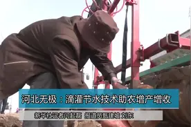 河北无极：滴灌节水技术助农增产增收视频封面