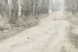 画面惊险！东北虎进村伤人，车窗被一掌拍碎！警方封锁现场！最新消息→图片