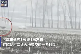 咬人东北虎醒了，目光凶猛！网友：确定武松打得过它？图片