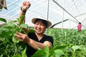 偃师大口镇曹寨村的四件大事图片