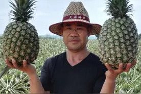 河南骑行爱好者广东种菠萝，“徐闻‘菠萝的海’遍地都是钱”图片