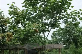 最美四月天里的紫白花——泡桐丨花花万物图片
