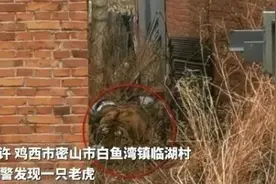 一掌拍碎车窗，还咬伤人！东北虎进村了，最新进展：正在等麻醉枪图片