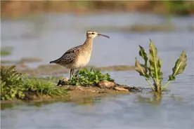 河蚌肥美引鹬来“杓鹬家族”泰山脚下开大会图片