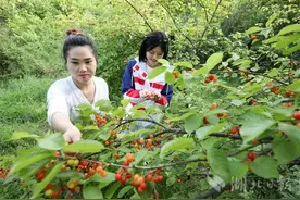 房县小樱桃大产业（组图）图片