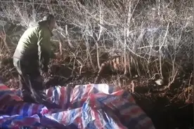 后续来了！黑龙江被控制老虎将被提取基因判断来源图片