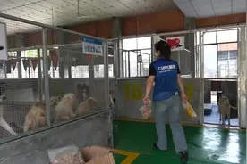 《养犬条例》实施近2年，45760只狗登记上牌，长沙十区县市犬只留检场所全部投入使用图片