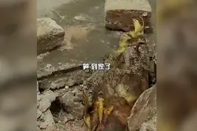 教师宿舍内一竹笋破土而出，长势甚是喜人！网友：真“笋”到家了图片