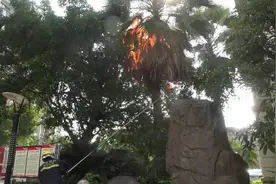 黑压压一片！密密麻麻在头顶盘旋，广东一小区内竟有300多只，还冲进家中……图片