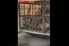 进村东北虎麻醉针醒了，在笼中凶猛咆哮，网友：真的好霸气图片