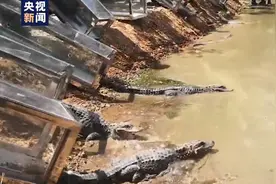 回“老家”喽！人工繁殖扬子鳄将迎最大规模野外放归图片