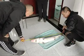 长江芜湖繁昌区段发现一条人工繁育中华鲟，鱼身有编号已死亡图片