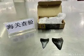 重庆江北机场海关首次查获巨齿鲨牙齿化石图片