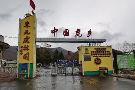 进村东北虎已被送至饲养繁育中心图片