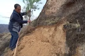 男子在陕北的悬崖上种树19年：想把荒山变绿山视频封面