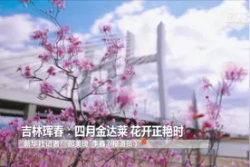 吉林珲春：四月金达莱 花开正艳时视频封面