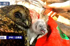 猫头鹰母子“安家”农房 还对屋主“翻白眼”图片