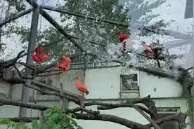 济南动物园90后女饲养员：朝夕照顾“热带鸟”是“投喂官”更是家人图片