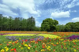 共青森林公园5000平米花海更新中，国庆后可观赏图片