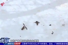 广州：社区现大量毛毛虫 居民担心泛滥成灾视频封面